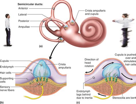 Psychological Interpretation of Fluid Emanating from the Auditory Canal in Dreams