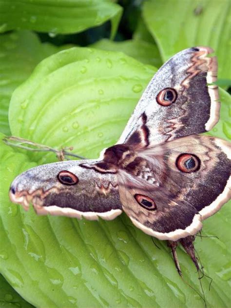 Psychological Interpretation of Moths as Dream Symbols