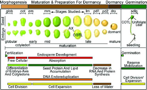 Psychological Interpretations: Seeds as Representations of Potential Growth