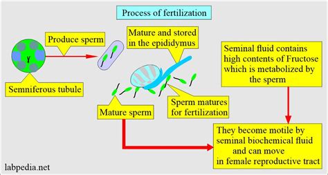 Psychological Interpretations: Sperm as a Manifestation of Creative Energy