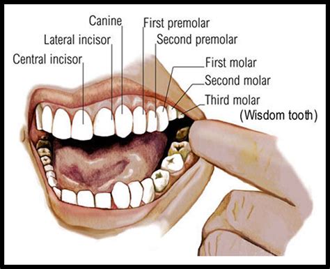 Psychological Interpretations of Munching on Molars and Chewing Canines