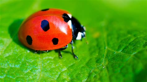 Psychological Interpretations of the Golden Ladybird in Dreams