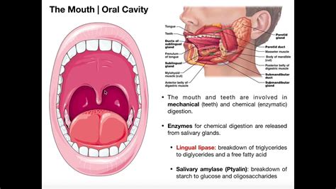 Psychological Perspectives: Understanding the Significance of Extracting Objects from One's Oral Cavity