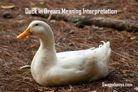 Psychological Significance of Ducks in Dreams