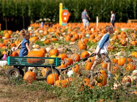 Pumpkin Festivals: Commemorating the Harvest Season with Grandeur