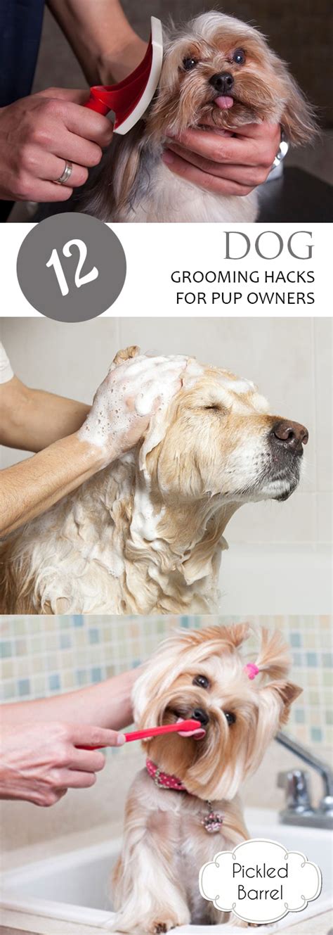 Puppy Grooming Hacks: Tips for Efficiency and Safety