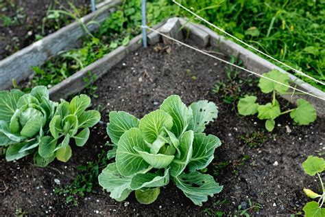 Purple Cabbage in Gardens: Tips for Growing and Harvesting