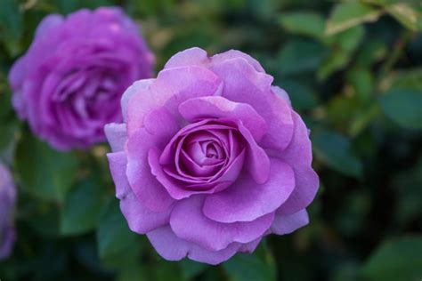 Purple Roses: A Colorful History