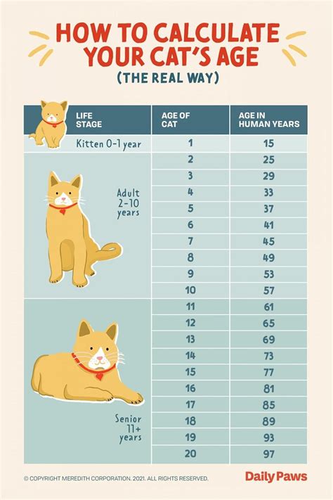 Purrfectly Measured: Age, Height, and Figure of Cat Anne