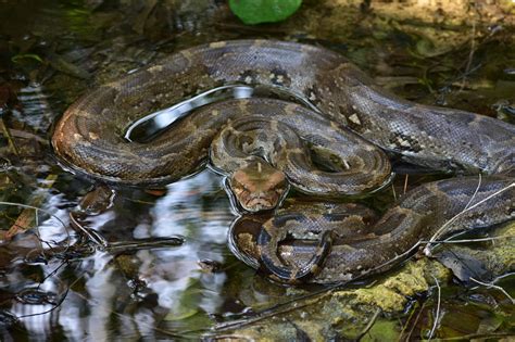 Raising awareness about serpent injury in vulnerable communities