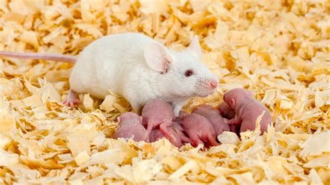 Rat Birth Dreams: Shedding Light on Hidden Apprehensions and Worries