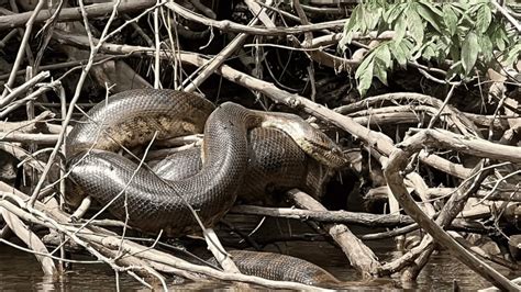 Real-Life Discoveries: Scientists' Enchantment with the Ivory Serpent