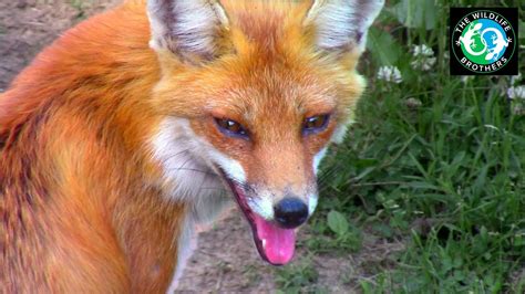 Real-life Encounters: Unforgettable Experiences with Red Foxes