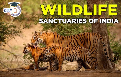 Realizing Your Vision of Owning a Wildlife Sanctuary