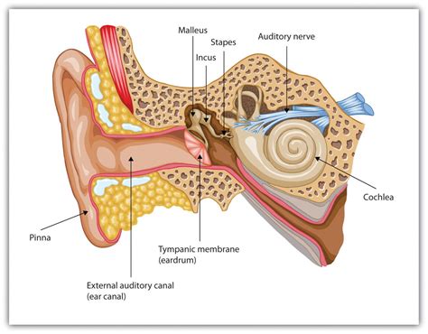 Reasons Behind Disturbing Dreams of Larvae in the Auditory Canal