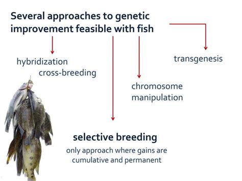 Recent Advances in Breeding Techniques: From Aquaculture to Conservation