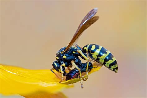 Recognizing Personal Associations in Dreams of Wasp Bite