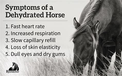 Recognizing the Indicators of Dehydration in Equines