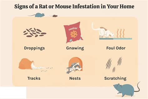 Recognizing the Signs: How to Identify and Confirm a Rodent Invasion