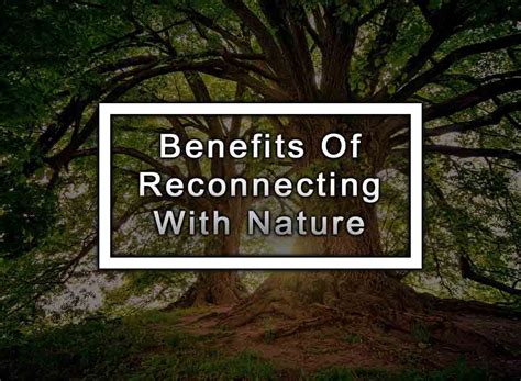 Reconnect with the Natural World: Advantages of Slumber amidst the Enchanting Forest