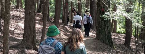 Reconnecting with Nature: The Empowering Influence of Forest Bathing