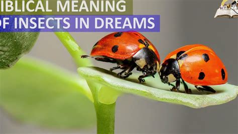 Red Bugs: Unique Significance in Dreams