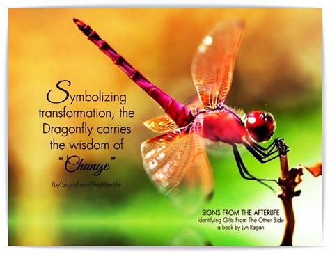 Red Dragonfly in Different Cultures: A Symbol of Transformation