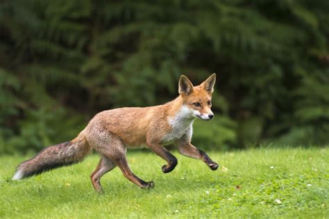 Red Foxes: The Enigmatic Beings of our Unconscious