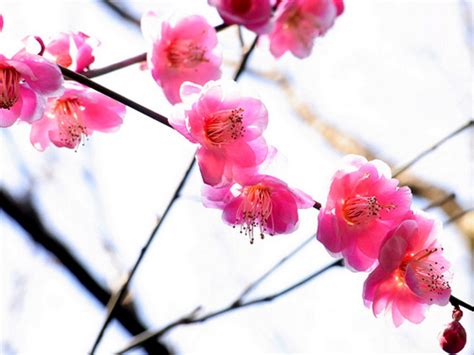 Red Plums as a Symbol of Abundance and Prosperity