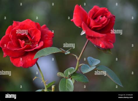 Red Roses: A Symbol of Timeless Beauty and the Language of Love