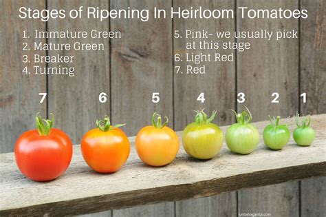 Red and ripe: deciphering the messages behind tomato aspirations throughout maternity