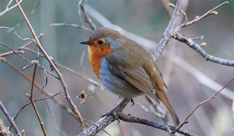 Red as Blood: Deciphering the Symbolic Importance of the Robin's Color