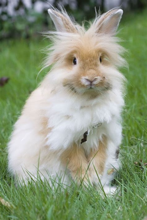 Rediscovering the Beauty of Bunny Varieties