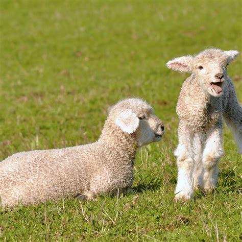 Rediscovering the Wonder of Nature: Exploring the Symbolism of Newborn Lambs