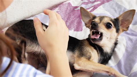 Reflection of Fears or Anxieties: Does Dreaming of a Puppy Nipping at the Hand Unveil Inner Turmoil?