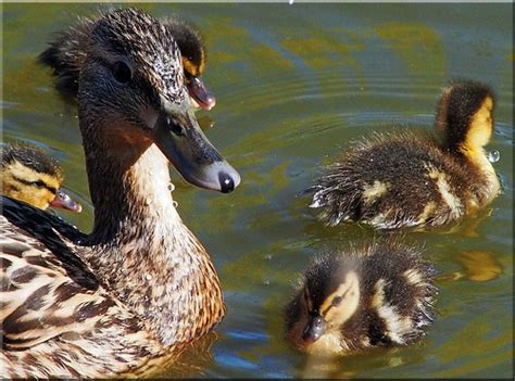 Rekindling the Joy of Childhood: Imagining the Delightful Presence of Lively Ducklings