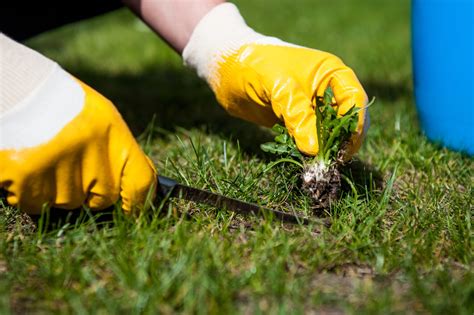 Removing Weeds and Maintaining a Lush Lawn