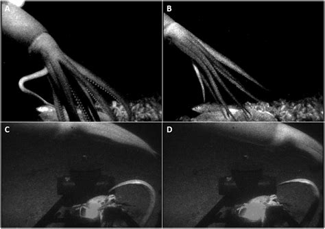 Reported Sightings and Encounters with Enigmatic Sea Creatures