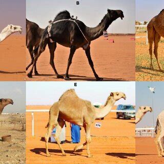 Research and Choose the Appropriate Camel Breed for Your Ambitions