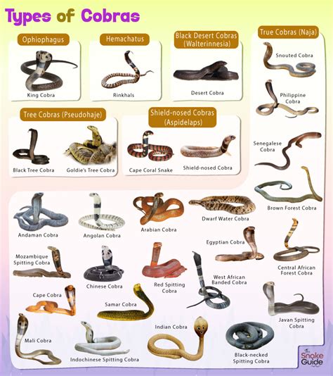 Researching and Selecting the Ideal Cobra Species