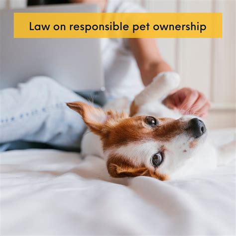 Responsible Ownership: Tips for Safely and Lovingly Owning a Courageous Breed