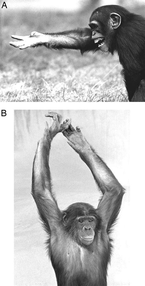 Revealing Inner Desires: the Significance of Affectionate Primate Gestures in Dreamscapes