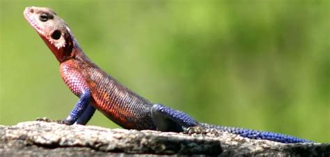 Revealing Veiled Messages: Deciphering the Symbolic Significance of the Ivory Lizard Vision