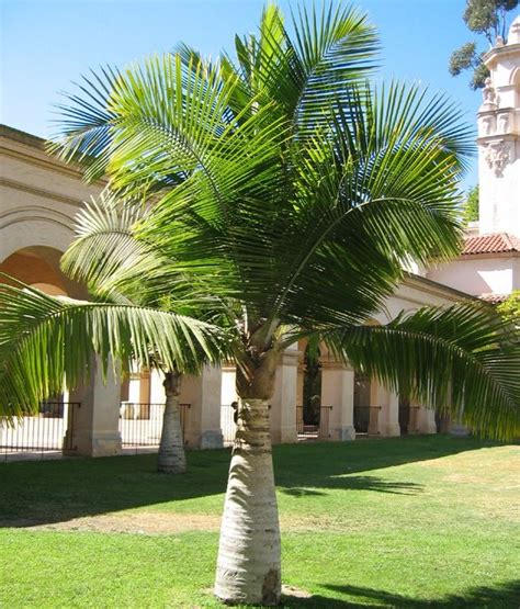 Revealing the Concealed Significance Behind Fantasizing of Majestic Palm Trees