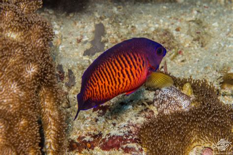 Revealing the Enigmas of the Coral Beauty