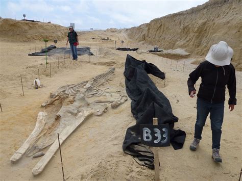 Revealing the Enigmatic Allure of Whales' Appendages