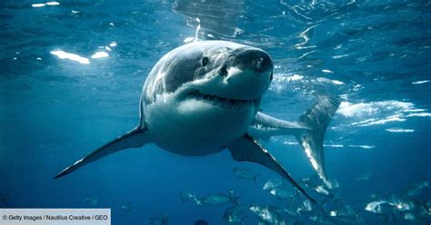 Revealing the Enigmatic Behaviors of Sharks