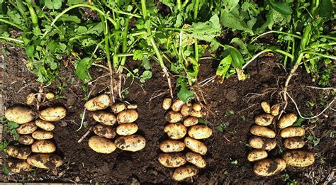 Revealing the Enigmatic Significance of Potato Foliage