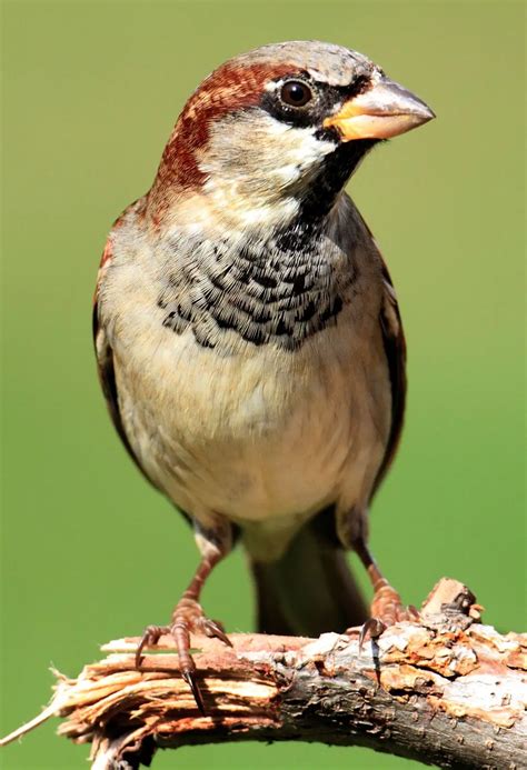 Revealing the Essence: Decoding the Significance of Sparrow Bird Dreams