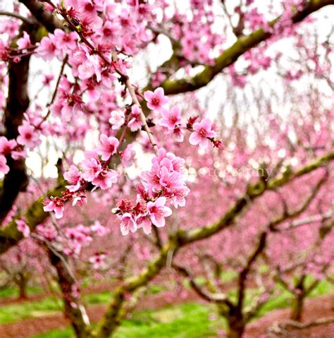 Revealing the Fleeting Allure of Blossoming Peach Trees